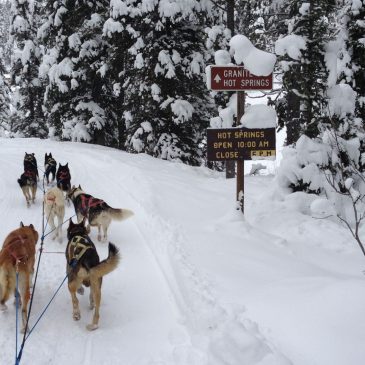 Wyoming Dog Sled Adventures