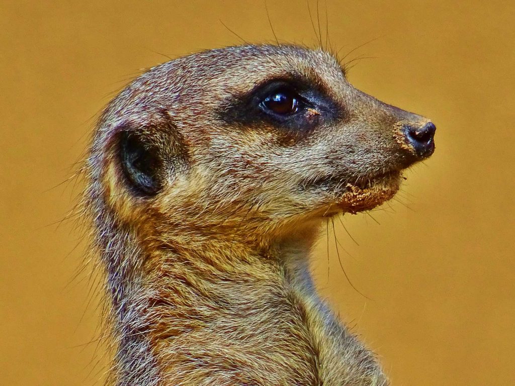meerkat